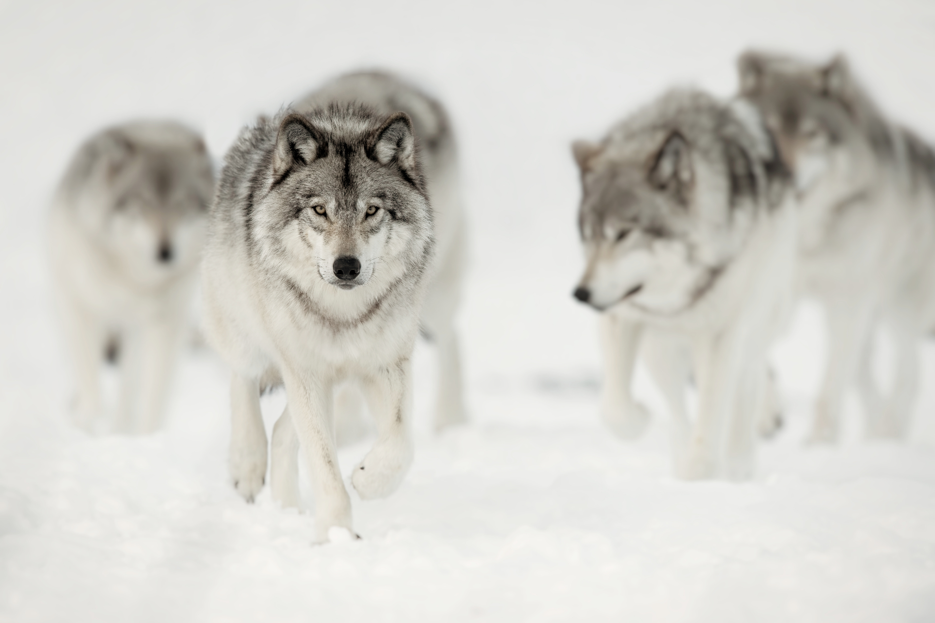 A wolf pack moving together through snow